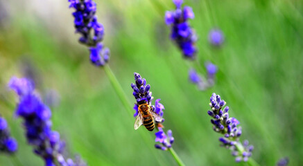 Lavendel – Lippenblütler  Zierpflanze, Gewinnung von Duftstoffen, Heilpflanze,   Hummel