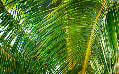 Fototapeta na wymiar Palm Tree Leaf green Background