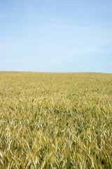 Growing wheat field on a cloudy day.