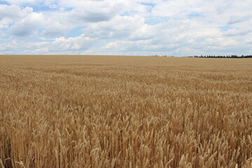 field of wheat