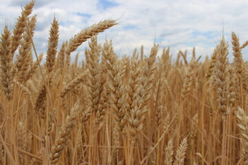 wheat field in the summer