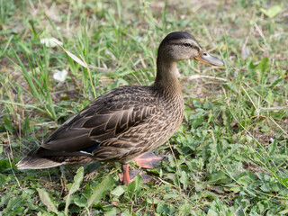 Wild duck