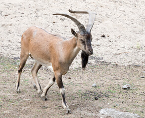 Goat with a beard