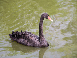 Black swan