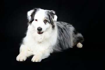 australian shepherd isolated on black 