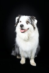 australian shepherd isolated on black 