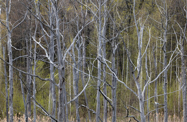 Dead trees in the forest as background.