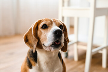 Close up of a beagle dog standing