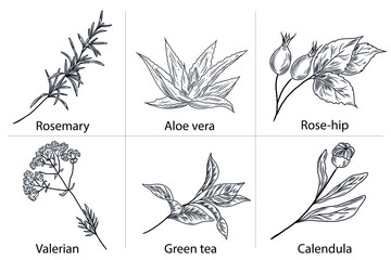 Fototapeta na wymiar Set of hand drawn plants, aloe vera, calendula, green tea, rose hip berries, valerian herb, rosemary