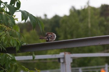 sparrow sitting on the fence