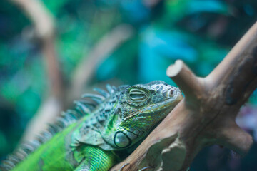 iguana lying on a tree