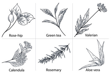 Vector hand drawn illustrations of rose-hip, green tea leaves, valerian plant, calendula flower, rosemary, aloe vera. Floral collection - obrazy, fototapety, plakaty
