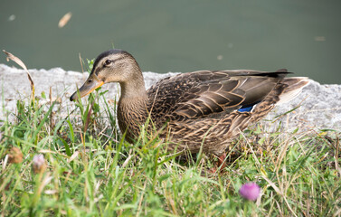 Wild duck