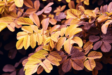 Purple and yellow colored leaves close up view, nature template background, selective focus
