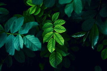 Dark green leaves close up view, nature template background, selective focus
