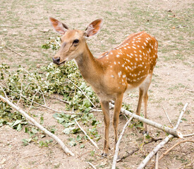 Deer eating leaves of a tree