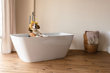 Beagle puppy dog taking a bath, sitting in bathtub indoors