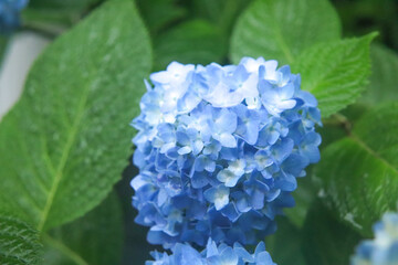 あじさい 紫陽花 アジサイ 梅雨 雨 ブルー かわいい 落ち着いた 美しい 綺麗 幻想的 葉っぱ 花びら
