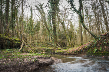 Obraz premium stream in the forest