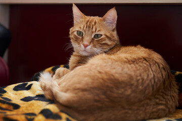 Beautiful young ginger cat well-fed and satisfied sleeps at home       