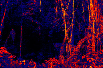 On the edge of the rainforest, thickly entwined with vines. Thermal imager used