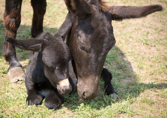Fototapeta premium Foal with her mother