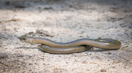 Slow worm basking on a forest road. 