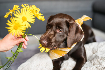Brauner Labrador mit gelben Blumen