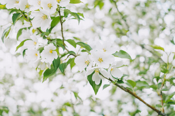 Blooming apple tree close-up. Bright spring photo. Beautiful white flowers. Great image for postcards. The concept of spring, summer, flowering.	