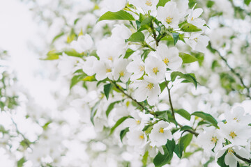 Blooming apple tree close-up. Bright spring photo. Beautiful white flowers. Great image for postcards. The concept of spring, summer, flowering.	