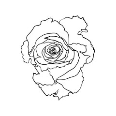 Graphical floral element. Rose flower. Vector sketch on a white background.