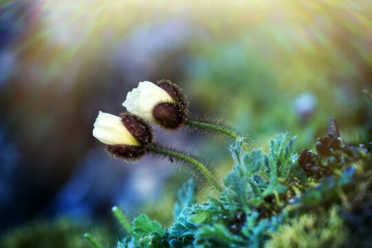 Arctic poppy at FJL