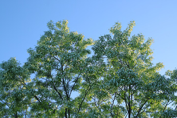 Beautiful white blooming acacia. Robinia pseudoacacia plant.