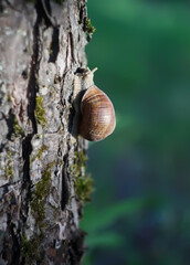 Little Helix pomatia snail crawling on tree bark in summer garden.