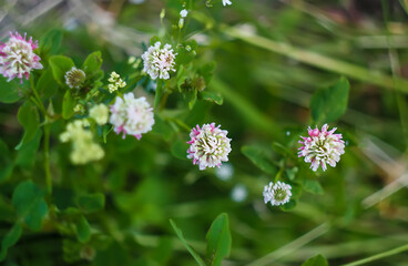 White clover flowers. Trifolium repens plants