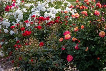 Naklejka premium red and yellow flowers