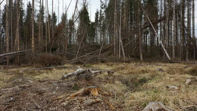 Bark beetle stump windstorm storm wood aerial drone pest Ips typographus dead spruce tree infested and attacked by the European spruce cutting deforestation caterpillar dead, view flying fly