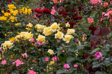 Fototapeta premium flowers in the garden
