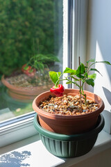 Paprika is growing in the flower pot on window sill.
