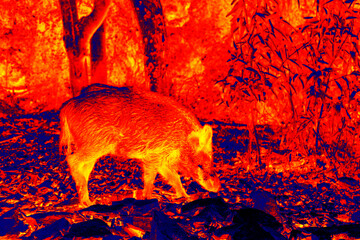 Wild boar in scientific high-tech thermal imager in forest. Animals and temperature in hidden...