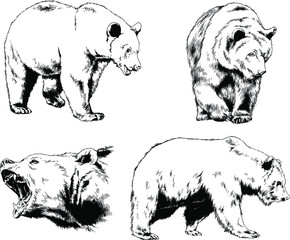 big brown grizzly bear drawn in ink by hand - obrazy, fototapety, plakaty