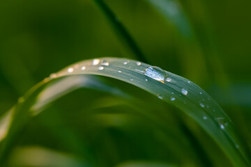 Gras Halm Wasser Tropfen Makro Nahaufnahme Wiese Weide Gräser Hintergrund Frühling Tau Regen Struktur Details selektive Schärfe hell Sonne Sauerland Deutschland Mai Saison gebogen Brechung Abendlicht 