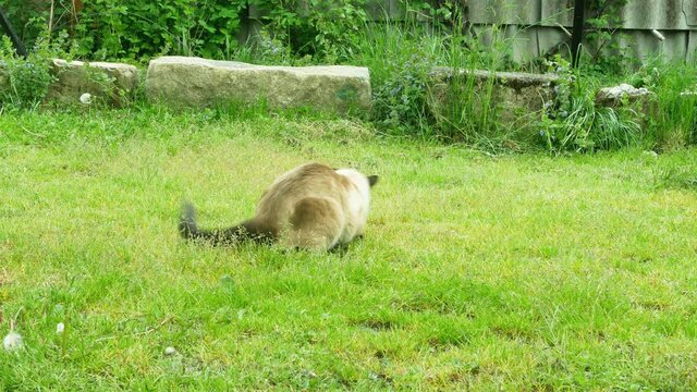 ragdoll cat jumps and plays with alive mouse he caught. 4k video