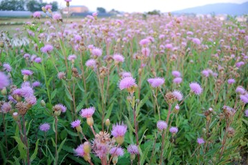 야생화 (field flowers)