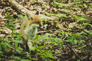 Fuchswelpe im Stadtpark