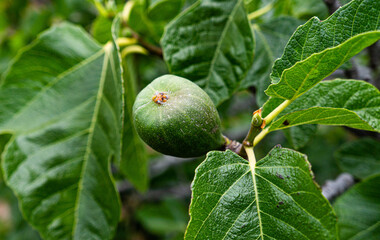 Higo (fruto de la Higuera)