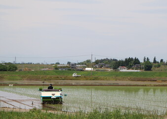 Fototapeta na wymiar 水田に田植え機で苗を植える風景