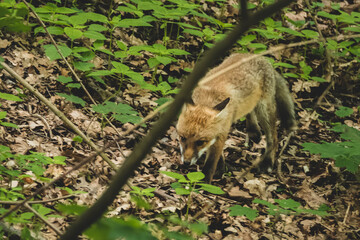 Fuchswelpe im Stadtpark