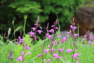 紫色の花が咲いたシラン