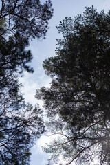 View of treetops with sky behind